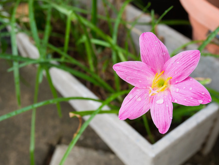 pink color rain lily flowerの写真素材