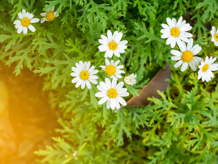 chamomile flower white color