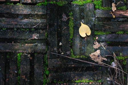 Flooring from old bricks with mossの写真素材