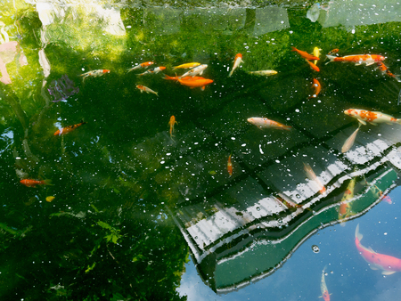 fancy carp koi fish in koi pond in the gardenの写真素材