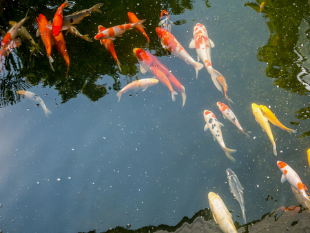 fancy carp koi fish in koi pond in the gardenの写真素材