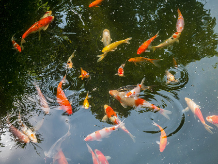 fancy carp koi fish in koi pond in the gardenの写真素材
