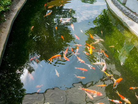 fancy carp koi fish in koi pond in the gardenの写真素材