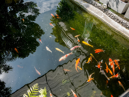 fancy carp koi fish in koi pond in the gardenの写真素材