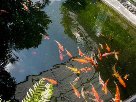 fancy carp koi fish in koi pond in the gardenの写真素材