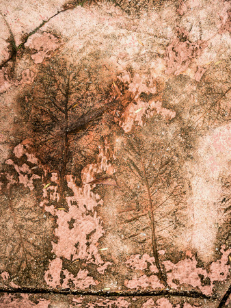 The Imprint of leaf texture on cement floor backgroundの写真素材