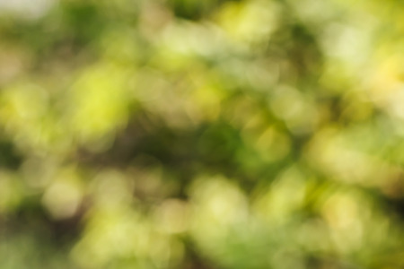 abstract green nature for backgroundの写真素材