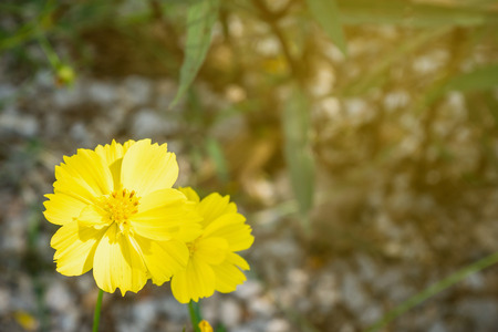 Yellow cosmos flowers in natureの写真素材