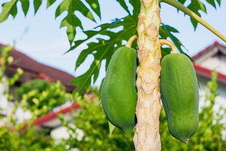 papaya tree with fruits close upの写真素材