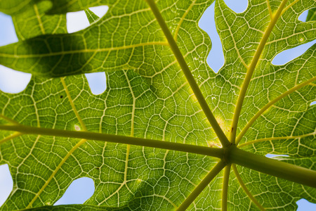 Close up Green leaves of papaya tree against blue skyの写真素材