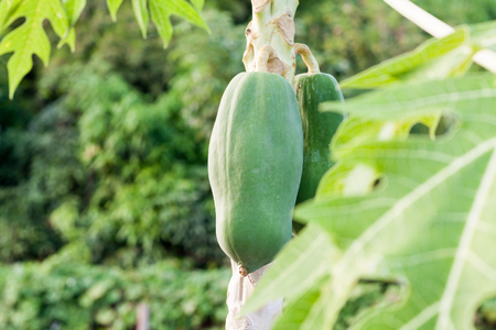 papaya tree with fruits close upの写真素材