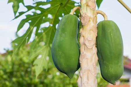 papaya tree with fruits close upの写真素材