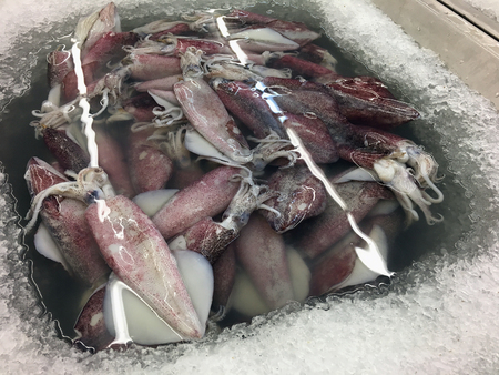 Fresh Squid on ice in marketの写真素材