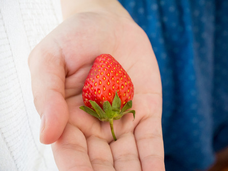 Woman holding fresh strawberry in handの写真素材