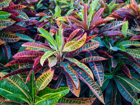 Colorful Croton Leaves for Backgroundの写真素材