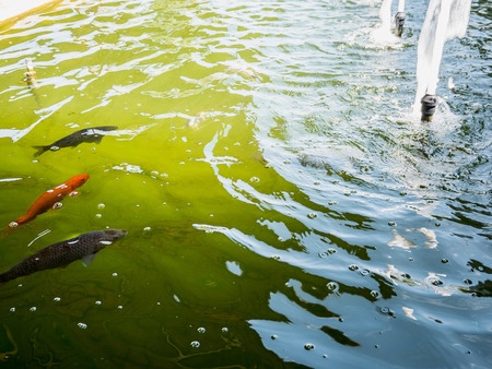 koi carp fish in pondの写真素材
