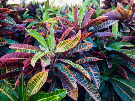 Colorful Croton Leaves for Backgroundの写真素材