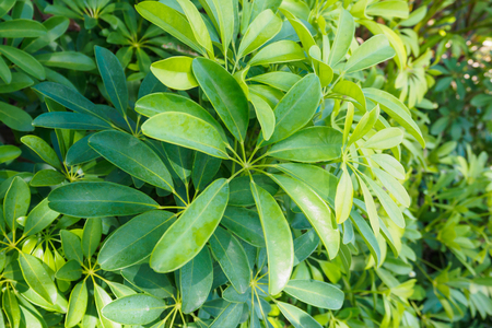 green leaf backgroundの写真素材
