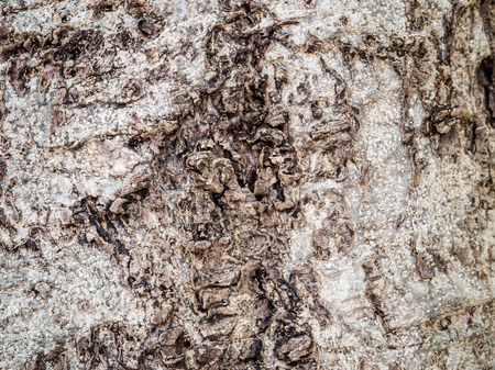 Tree bark textureの写真素材