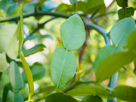 Bergamot leaves on tree branchの写真素材