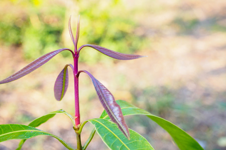 Maprang or Marian Plum or Plum Mango tree growth in the gardenの写真素材