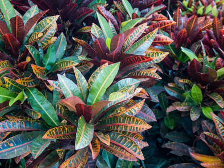 Colorful Croton Leaves for Backgroundの写真素材