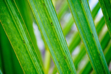 fresh palm tree leaves close upの写真素材