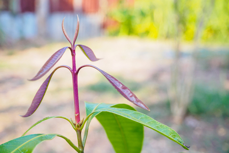 Maprang or Marian Plum or Plum Mango tree growth in the gardenの写真素材