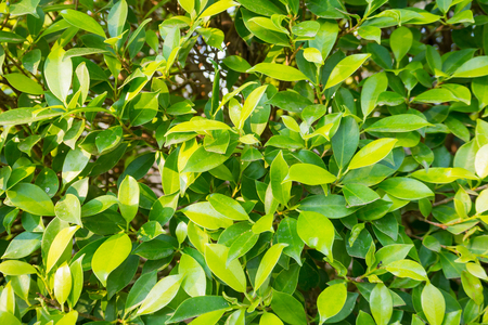 green leaves backgroundの写真素材