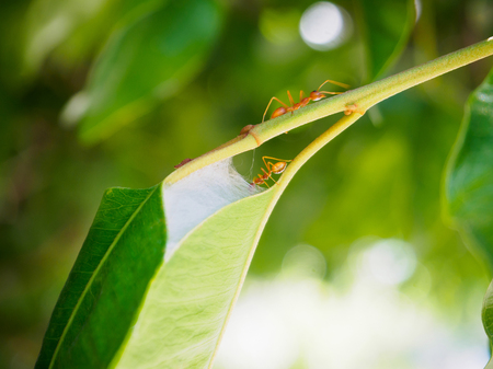 Ant nests on treeの写真素材