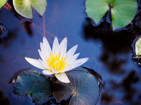 lotus flowerの写真素材