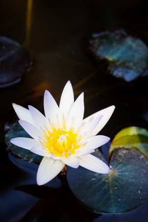 lotus flowerの写真素材