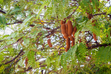 Tamarind on treeの写真素材