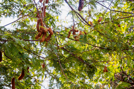 Tamarind on treeの写真素材