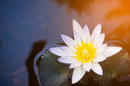 lotus flowerの写真素材
