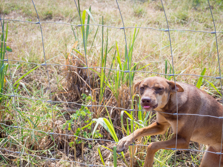 Dog behind metal fenceの写真素材