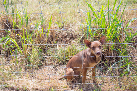 Dog behind metal fenceの写真素材