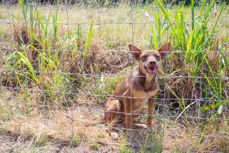 Dog behind metal fenceの写真素材
