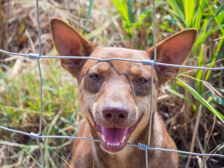 Dog behind metal fenceの写真素材