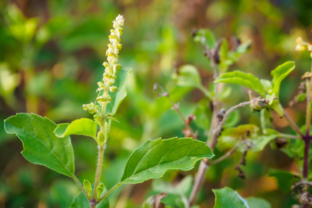Holy basil leaf close upの写真素材