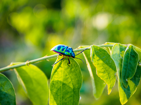 Jewel Bug in the natureの写真素材