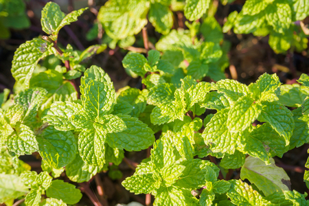 Fresh mint plant at organic vegetable gardenの写真素材