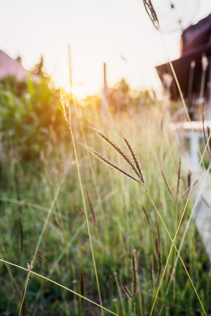 grass field during sunsetの写真素材