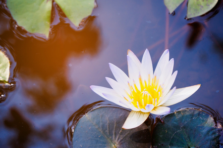 lotus flowerの写真素材
