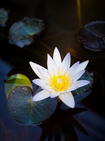lotus flowerの写真素材