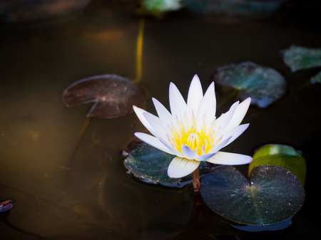 lotus flowerの写真素材