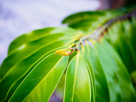 green leavesの写真素材