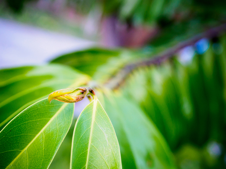green leavesの写真素材