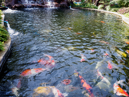beautiful koi fish in pond in the gardenの写真素材