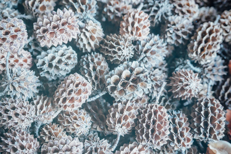 Dry Pine Cones from She oak background vintage tonesの写真素材